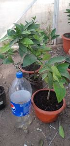 Citrus sinensis moro fructe violet; 80 lei

