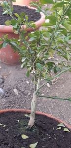 Citrus australasica roz