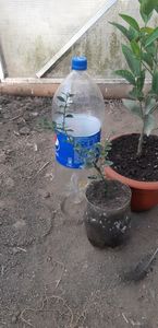 Citrus australasica roz; 30 lei

