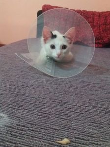 ; Pe bune ca nu prind !
