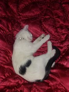 ; Gata , am adormit!
Acum nu mai poti sa faci tu patul...
