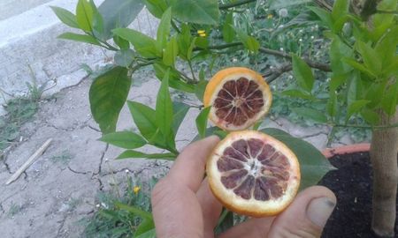 Portocal acrobal; Fructe mature

