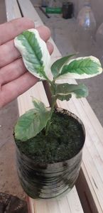 Mîna lui Budha; 20 de plante disponibile
