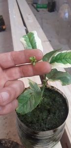Mîna lui Budha; 20 de plante disponibile
