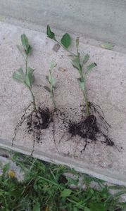Mîna lui Budha; Butași cu rădăcini formate înainte de plantare
