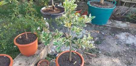 Citrus sinensis pestriț, plantă mamă; Două planete disponibile
