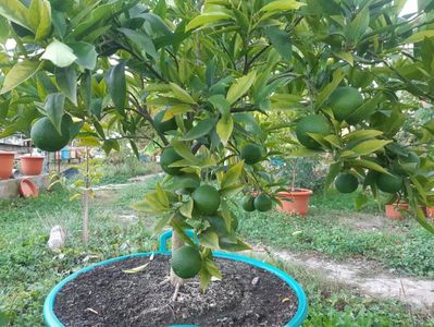 Citrus reticulata tardiv, plantă mamă; O plantă disponibilă
