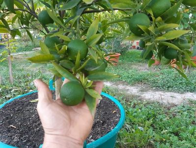 Citrus reticulata tardiv, planta mamă; Clementin tîrziu o plantă disponibilă
