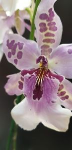 Beallara Peggy Ruth Carpenter 'Morning Joy'