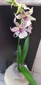 Beallara Peggy Ruth Carpenter 'Morning Joy'