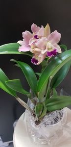 Cattleya