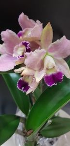 Cattleya