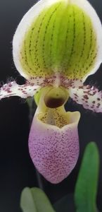 Papiophedilum pinocchio