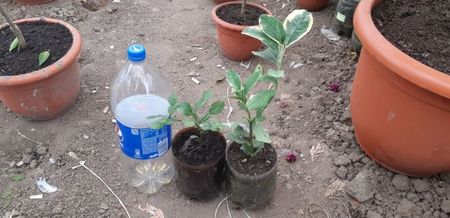 Citrus hystris și mîna lui Budha