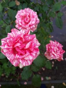 Pink intuition