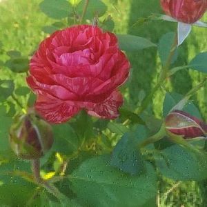 Red intuition