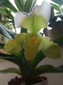 Paphio Dorama
