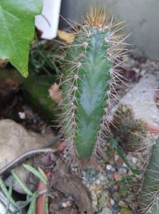 Cereus azureus