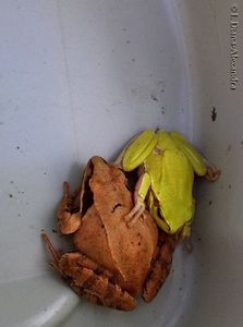 Rana temporaria şi Hyla arborea