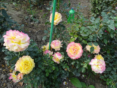Rose der Hoffnung