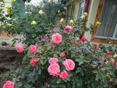 Fragrant Cloud