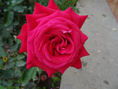 Alec's Red