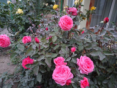 Fragrant Cloud