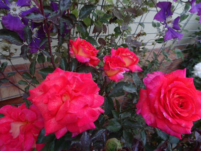 Parfum de Grasse