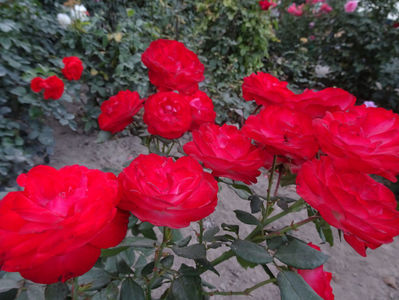 Planten un Blomen