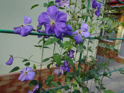 Perle d'Azur