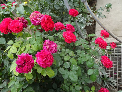 Red Leo