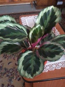 Calathea