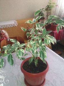 Ficus Benjamina