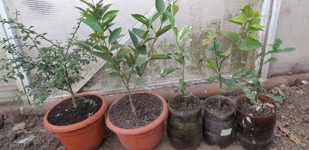 Finger lime, clementin rubin, mîna lui Budha, acrobal, citrus hystris