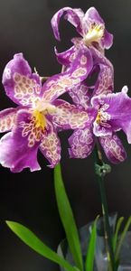 Aliceara Patricia McCully Pacific Matriarch; Sau Purple Spotted Orchid
