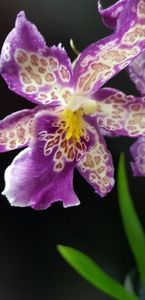 Aliceara Patricia McCully Pacific Matriarch; Sau Purple Spotted Orchid
