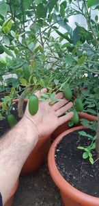 Citrus australasica faustrime; Lămâi caviar verde
