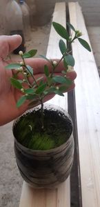 Citrus australasica faustrime; Lămâi caviar verde

