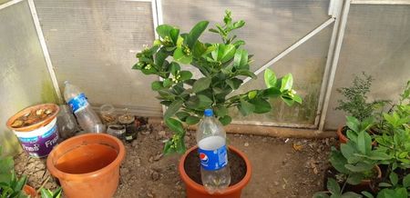 Lămâi Mexican roșu cu aromă de vanilie; 300 lei
