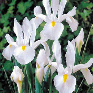 irisi---white-hollandica_parfumat 15