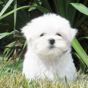 Bichon-maltais-4