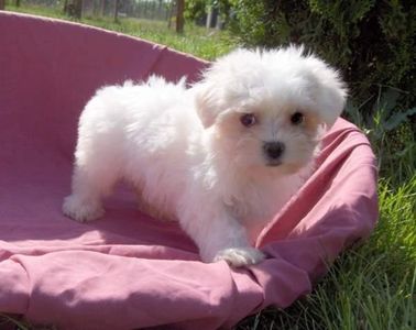 bichon-maltez-dog-in-garden