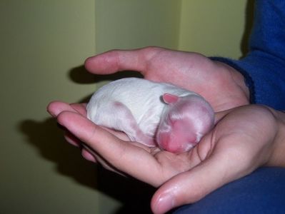 bichon-maltez-dog-newborn