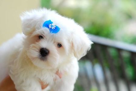 bichon-maltez-dog-picture