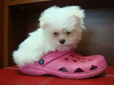 bichon-maltez-dog-slipper