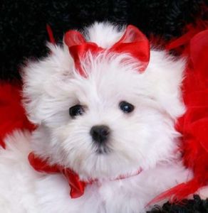 bichon-maltez-dog-with-red-bow