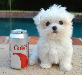 Maltese-puppy