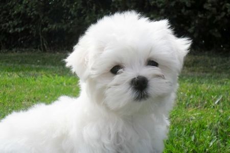 Maltezer-3