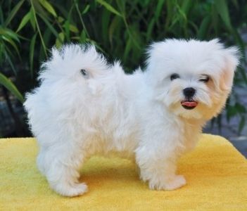 pui-bichon-maltez-de-vanzare_zpsshio7tka