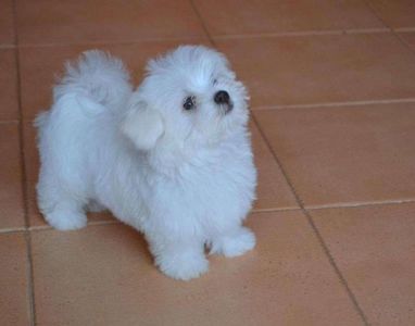 vand-pui-bichon-maltez-toy-264247-1